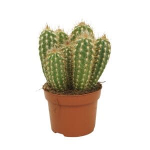 Cereus Pilosocereus gounellei 12 cm
(6 Plants/Order)(12cmP 20cmH)