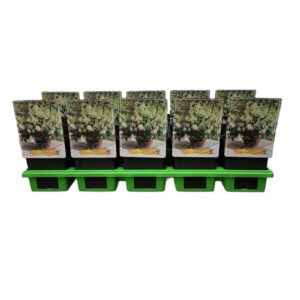 Phygelius capensis Phygelius rectus 'Candy Drops Cream' P11
(10 Plants/Order)(11cmP 25cmH)