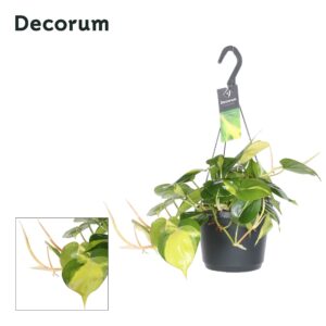 Philodendron Brasil Philodendron scandens 'Brasil'
(6 Plants/Order)(17cmP 35cmH)