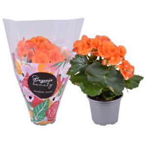 Begonia Britt Begonia Dark Britt standaard hoes
(11 Plants/Order)(9cmP 28cmH)