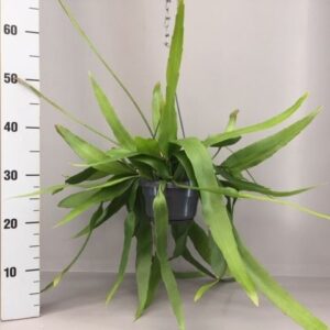 Epiphyllum Epiphyllum pumilum
(7 Plants/Order)(14cmP 40cmH)