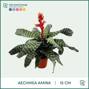 Aechmea Aechmea Amina
(7 Plants/Order)(15cmP 50cmH)