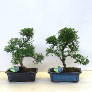 Ilex crenata ilex crenata, 29 cm shape, without driptray
(2 Plants/Order)(29cmP 50cmH)