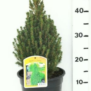 Picea glauca Laurin Picea glauca 'Laurin'
(1 Plants/Order)(19cmP 55cmH)