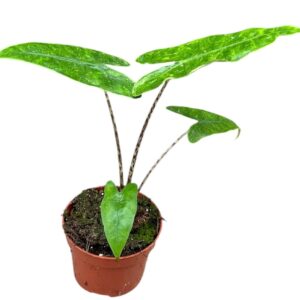 Alocasia Polly Alocasia Reticulata
(2 Plants/Order)(10.5cmP 15cmH)