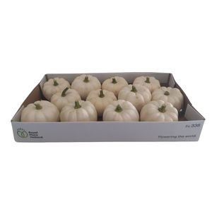 Cucurbita Casperita plant 12
(12 Plants/Order)(12cmP cmH)