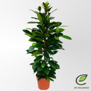 Ficus cyathistipula Ficus cyathistipula p21
(1 Plants/Order)(21cmP 100cmH)