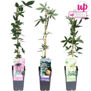 Passiflora Passiflora mix tray P15
(10 Plants/Order)(15cmP 65cmH)