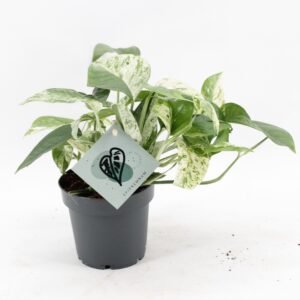 Epipremnum pinnatum pinnatum Marble Epipremnum Marble Variegata
(14 Plants/Order)(12cmP 20cmH)