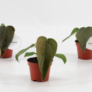 Anthurium Leaf Anthurium Queen of Heart
(20 Plants/Order)(6cmP 20cmH)