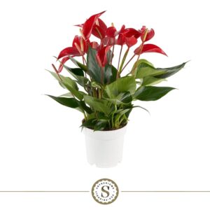 Anthurium Banderola Roja Anthurium Mille Fleurs Roja 14cm
(8 Plants/Order)(14cmP 50cmH)