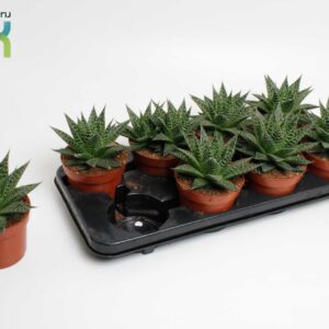 Aloe Aloë Aristata Special
(6 Plants/Order)(12cmP 15cmH)