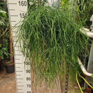 Rhipsalis pulchra Rhipsalis Pulchra hangplant
(2 Plants/Order)(23cmP 50cmH)
