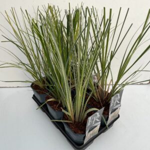 Cortaderia selloana Cortaderia mix in tray exclusief
(6 Plants/Order)(17cmP 50cmH)