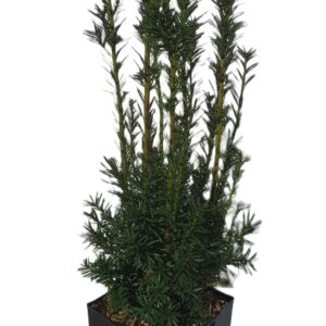 Taxus media Hicksii Taxus media 'Hicksii' P17
(6 Plants/Order)(17cmP 80cmH)