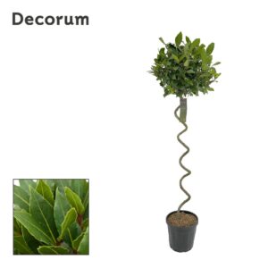 Laurus nobilis Laurus nobilis Kurketrekker
(1 Plants/Order)(25cmP 160cmH)