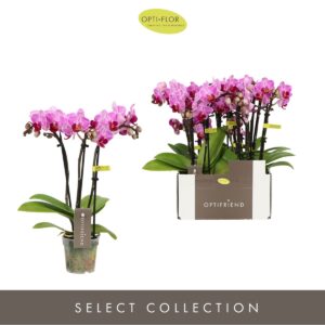 Phalaenopsis Multiflora Optifriend Lotte 3 spike
(8 Plants/Order)(7cmP 25cmH)