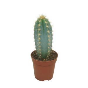 Pilosocereus pachycladus Pilosocereus azureus 5,5 cm
(20 Plants/Order)(5.5cmP 8cmH)