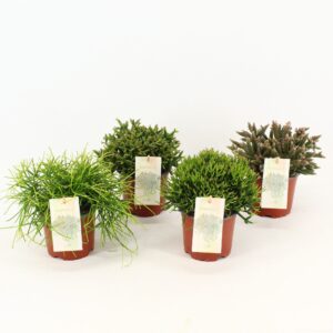 Rhipsalis mix Rhipsalis mixed P10,5
(10 Plants/Order)(10.5cmP 15cmH)
