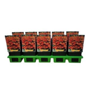 Helenium bigelovii The Bishop Helenium 'Moerheim Beauty' P11
(10 Plants/Order)(11cmP 25cmH)