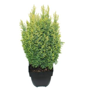 Chamaecyparis law. 'Ellwood's Gold' Chamaecyparis lawsoniana 'Ellwood's Gold' P17
(6 Plants/Order)(17cmP 50cmH)