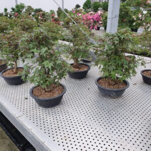 Acer palmatum Deshojo Acer palmatum 'Deshojo', in 27 cm trainingspot.
(2 Plants/Order)(27cmP 55cmH)