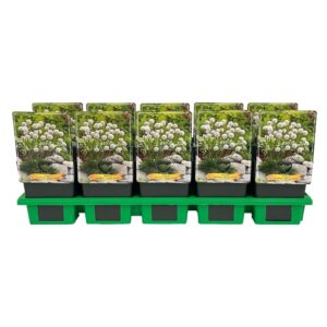 Armeria maritima Armeria maritima 'Abbey White' P11
(10 Plants/Order)(11cmP 25cmH)