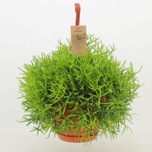Rhipsalis heteroclada Rhipsalis Heteroclada ‘Clara’
(3 Plants/Order)(21cmP 40cmH)