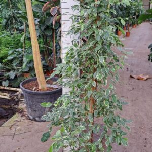 Ficus Golden King Ficus Golden King piramide 190
(1 Plants/Order)(30cmP 190cmH)