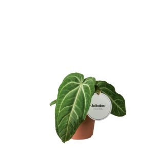 Anthurium Leaf Anthurium Villenaorum
(6 Plants/Order)(12cmP 20cmH)