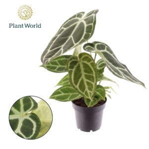 Anthurium Leaf Anthurium Chrystallinum
(6 Plants/Order)(14cmP 40cmH)