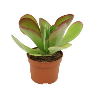 Kalanchoe Red Lips Kalanchoë thyrsiflora 'red lips' 10,5 cm
(10 Plants/Order)(10.5cmP 17cmH)