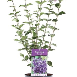Syringa Dark Purple'® P19/C3
(1 Plants/Order)(19cmP 30cmH)