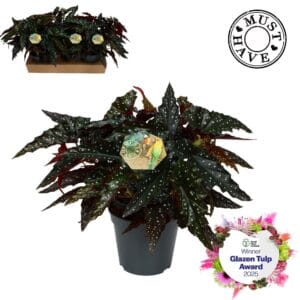 Begonia maculata Maculata ''Black Forest'' MUST HAVE
(3 Plants/Order)(17cmP 35cmH)