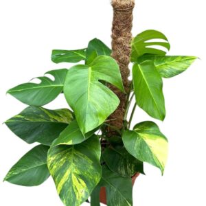 Monstera Monstera Deliciosa Aurea
(1 Plants/Order)(21cmP 60cmH)