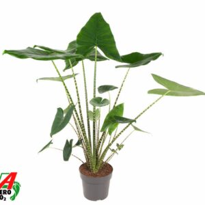 Alocasia zebrina Alocasia Zebrina (NO GAP)
(1 Plants/Order)(24cmP 100cmH)