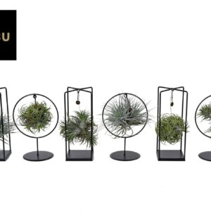 Tillandsia Tillandsia Cube/Ring mix (Medium)
(6 Plants/Order)(17cmP 30cmH)