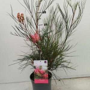 Grevillea johnsonii Grevilleo johnsonii
(6 Plants/Order)(17cmP 30cmH)