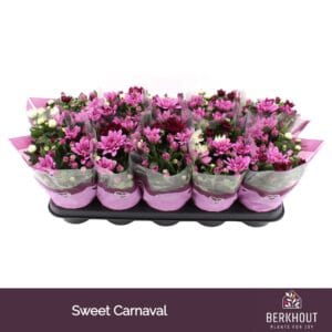 Chrysanthemum Chrysanthemum Carnaval Sweet
(10 Plants/Order)(12cmP 26cmH)