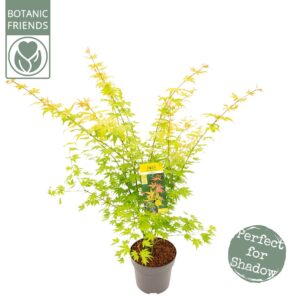 Acer palmatum Orange Dream Acer palm. 'Orange Dream'
(1 Plants/Order)(29cmP 110cmH)