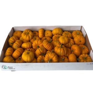 Cucurbita Jack Be Little *40
(40 Plants/Order)(3cmP cmH)