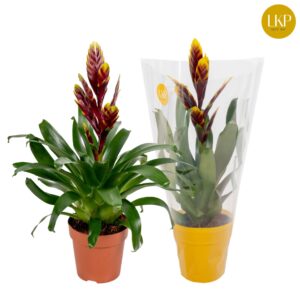 Vriesea Vogue Vriesea Vogue purple (Met Hoes)
(6 Plants/Order)(12cmP 45cmH)