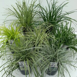 Siergrassen mix Siergras mix
(1 Plants/Order)(23cmP 60cmH)