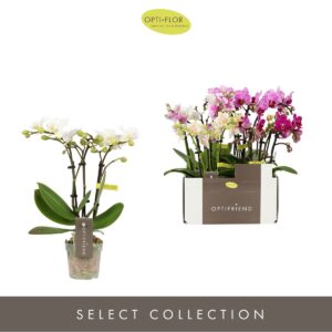 Phalaenopsis Multiflora Optifriend mix 3 spike
(8 Plants/Order)(7cmP 25cmH)