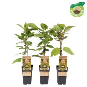 Actinidia deliciosa Jenny Actinidia deliciosa 'Jenny' Bio P19
(6 Plants/Order)(19cmP 50cmH)