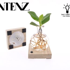 Clusia rosea Princess Clusia in Samoa Glas met LED - levertijd: 24 uur
(12 Plants/Order)(5cmP 10cmH)