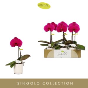 Phalaenopsis other purple more Singolo Shima in Lazio White
(6 Plants/Order)(9cmP 40cmH)