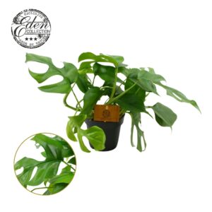 Monstera Monstera Minima 12cm
(6 Plants/Order)(12cmP 30cmH)