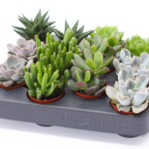 Succulenten mix Succulent mix 5,5 XXL
(12 Plants/Order)(5.5cmP 7cmH)