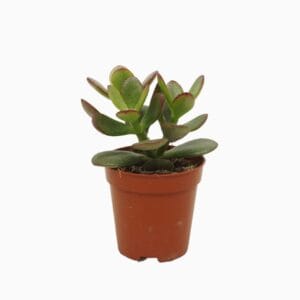 Crassula Minor Crassula minor 5,5 cm
(20 Plants/Order)(5.5cmP 8cmH)